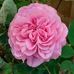 Catherine Goss - Facebook