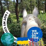 Catherine Grimes - @cathycoloradohorses - Instagram