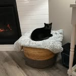 Catherine Horan - @1goldycat - Instagram