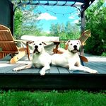 Catherine Leigh - @maddy_and_winston_the_dogos - Instagram
