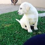 Catherine Le Roux - @catherineleroux561 - Instagram