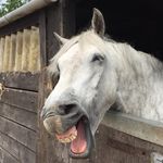 ✧catherine&libby&emma✧ - @horse_mad_girlz - Instagram