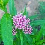 Catherine Loomis - @mdnativejourney - Instagram