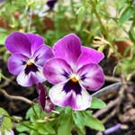 Catherine Mackey - @catherinesgarden2025 - Instagram