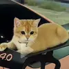 Katherine Matthews - @katherine.matthew98 - TikTok