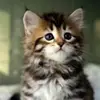Catherine Mcallister  - @catherine.mcallister - TikTok