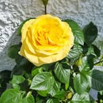 Catherine Mcculloch - @mcculloch6540 - Instagram