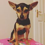 Luciana Catherine Melvin - @_animal.rates__ - Instagram