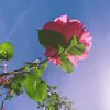 mina - @mina.catherine - TikTok