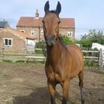Catherine Mortimer - @cm4pets - Instagram