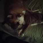 Catherine Muldoon Sible - @atticus.2012 - Instagram