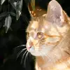 Catherine Newman - @cutecatsdaily7 - TikTok
