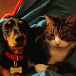 Catherine Ogden - @hank_and_kenny - Instagram