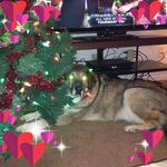 Catherine Orr Lawrence - @clawcoolcat - Instagram