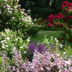 Catherine Paczkowski - @gardenesque_ - Instagram
