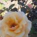 Catherine Perkins Pate - Facebook