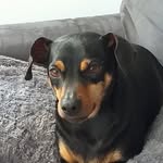 Catherine & Pepper - @pinscher.pepper1203 - Instagram