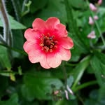 Catherine Pepper - @mylittlebackgarden - Instagram