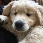 Catherine Register - @mtndalegoldens - Instagram