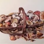 Catherine Saunders Art - @catherinesaundersartinnature - Instagram