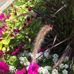 Catherine Schweitzer - Facebook
