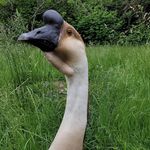 Catherine Schweitzer - @another_apteryx - Instagram