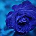 Catherine Senut - Facebook