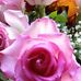 Catherine Shearing - Facebook