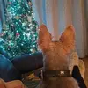 Catherine Shields - @catherine.shields - TikTok