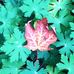 Katherine Shoffner - Facebook