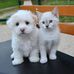 Catherine Revil-signorat - Facebook