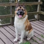 Lush Puppies - @catherineslack - Instagram