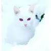 Catherine_Speed - @catherine_speed - TikTok
