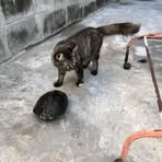 Cat Strong - Facebook