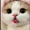 kkitkat_kiti12 - @catherinewinter2 - TikTok