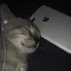 KitCat - @catherinezhang142 - TikTok