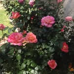 Cathie Brown - @cathiemb1963 - Instagram