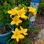 Cathy Davidson - @dmaccat - Instagram