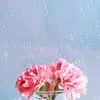 Cathy.Davidson - @emmerosdmqc - TikTok