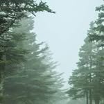 Cathie Rogers - @rogerscatherine502 - Instagram