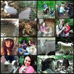 Kathleen Bowen - @countrychaletfarm - Instagram