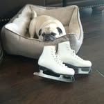 Kathleen Everett - @skatingpug - Instagram