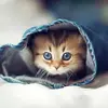 cathrynjames33 - @cathrynjames33 - TikTok