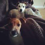 Cathryn John - @miloandfranks - Instagram