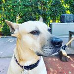 Kathryn McBride - @quinniewiththeears - Instagram