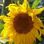 Kathryn Strong - @bloompd2020 - Instagram