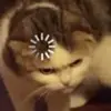 Cat - @cathybartley2 - TikTok
