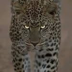 Cathie Beeson - @catstar99 - Instagram