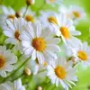 Cathy Cameron - @cathy.brady12 - TikTok