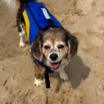 Cathy Bragg - @pigsnpooz - Instagram